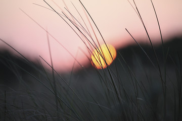 Sunset in the grass