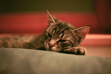 Resting tabby cat