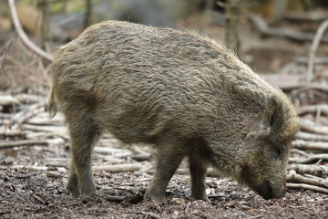 wild boar into the forest