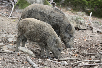 wild boar into the forest