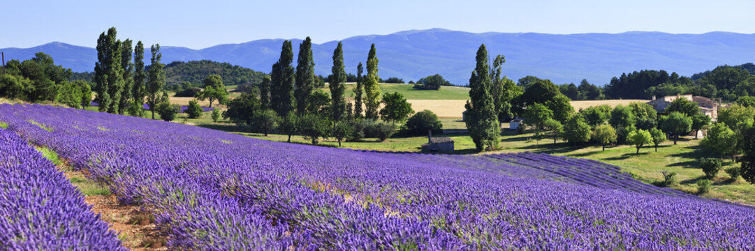 FRA/Provence, Valensole