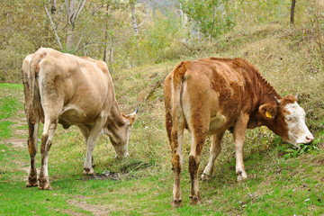 Cows grazing in Eastern Turkey