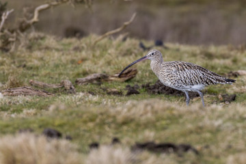 Curlew at Stanpit Marsh - UK - Numenius arquata