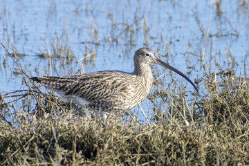 Curlew - Numenius arquata