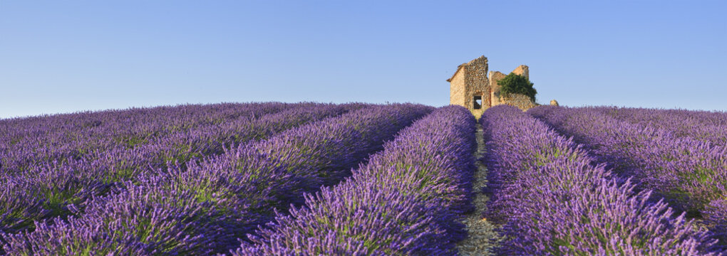 FRA/Provence, Valensole