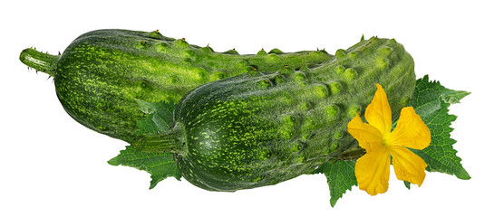 cucumber isolated on white background