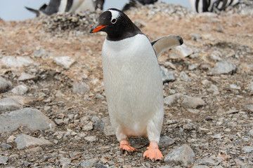 Fototapeta premium Gentoo penguin on beach