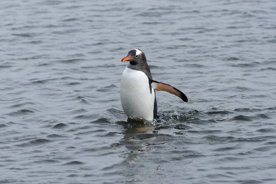 Gentoo penguin going from sea