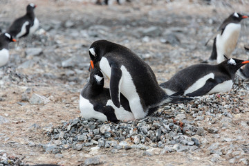 Fototapeta premium Two gentoo penguins have sex
