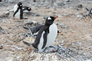 Naklejka premium Gentoo penguin with chicks in nest