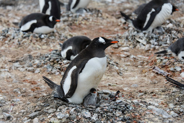 Fototapeta premium Gentoo penguin with chicks in nest