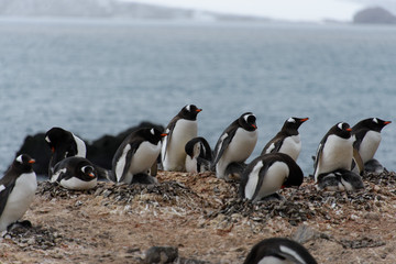 Gentoo penguins with chicks in nest
