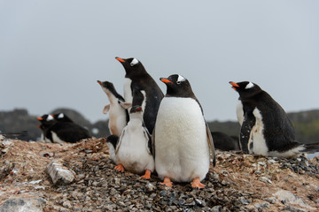 Gentoo penguin with chicks in nest