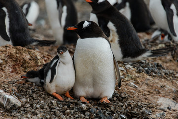 Fototapeta premium Gentoo penguin with chicks in nest