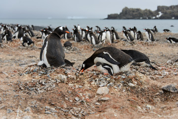 Gentoo penguin put stone in nest