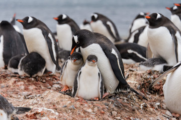 Fototapeta premium Gentoo penguin with chicks in nest
