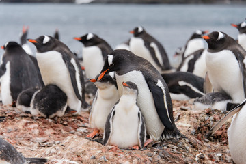 Obraz premium Gentoo penguin with chicks in nest