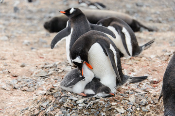 Fototapeta premium Gentoo penguin feeds chick in nest