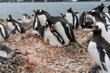 Obraz premium Gentoo penguin feeds chick in nest