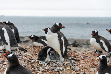 Obraz premium Gentoo penguin with chick in nest