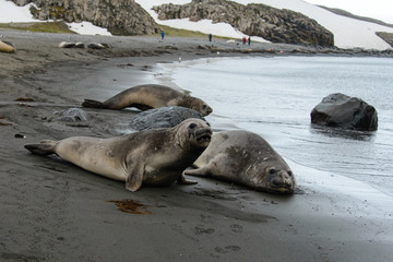 Two elephant seals on beach