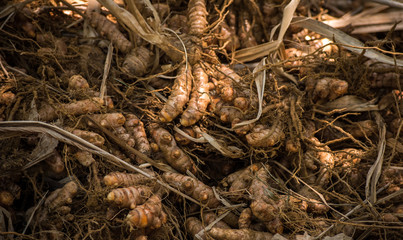 dried turmeric
