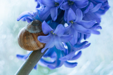 Hiacynt i ślimak, kwiat na rozmytym tle