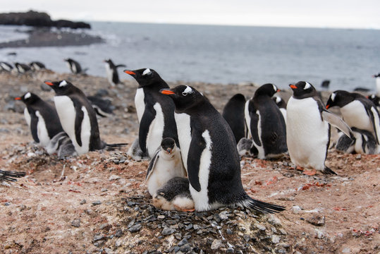 Gentoo penguin's chicks poops in nest