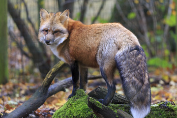 Fox in forest