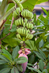 Obraz premium Banana tree in China