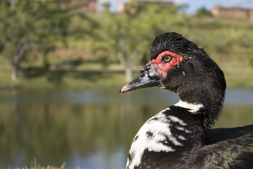 Elvis_Duck_by_Imadnation