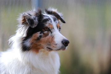 Australian shepherd