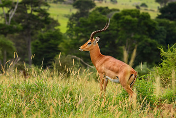 Impala - Aepyceros melampus, small fast antelope from African savanna, Tsavo National Park and Taita hills reserve, Kenya.