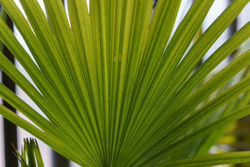 nice green palm front