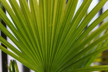 Obraz premium nice green palm front