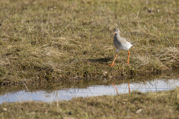 Redshank at Stanpit Marsh - Tringa totanus
