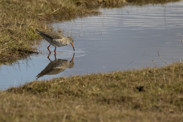 Redshank Feeding at Stanpit Marsh - Tringa totanus