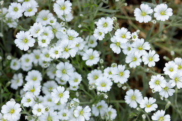 White flowers, flower pattern, blank for the designer, botanical garden in the summer, a blooming meadow in the park, white wild flowers for the postcard, retro style, many small flowers, pop art