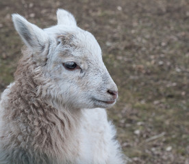 Lamb - young sheep outdoor