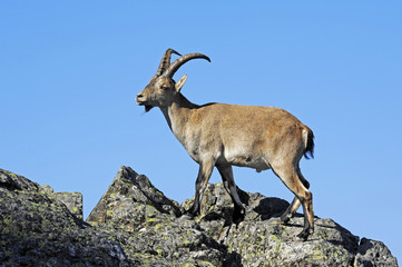 Iberiensteinbock (Capra pyrenaica) in Spanien - Iberian ibex 