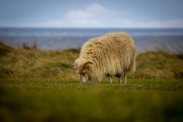 Schaaf beim fressen auf der Wiese