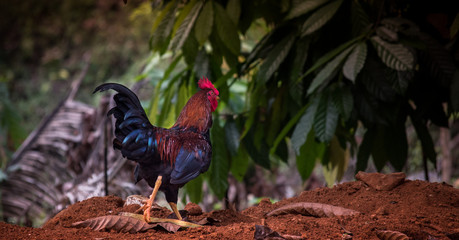 rooster running