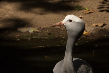 Paradieskranich