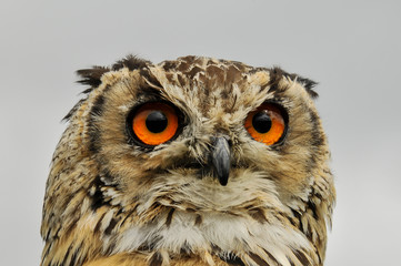 Mocho com bonitos olhos cor de laranja