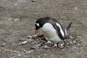 Naklejka premium Gentoo penguin with egg in nest