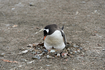 Naklejka premium Gentoo penguin with egg in nest