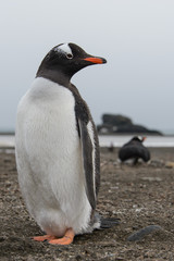 Naklejka premium Gentoo penguin on beach