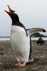 Gentoo penguin on beach