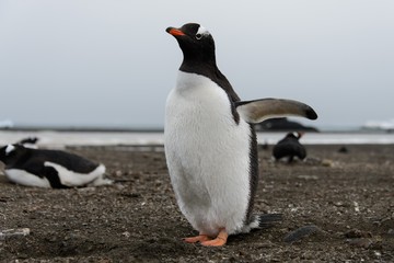 Gentoo penguin on beach