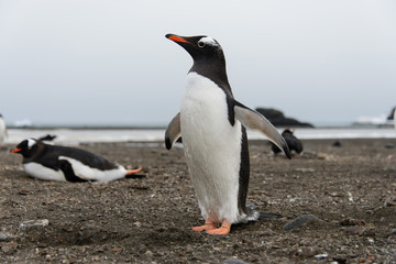 Fototapeta premium Gentoo penguin on beach